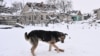  A dog eats food delivered by Ukrainian police officers in a frontline village in the Zaporizhzhya region on January 16. 