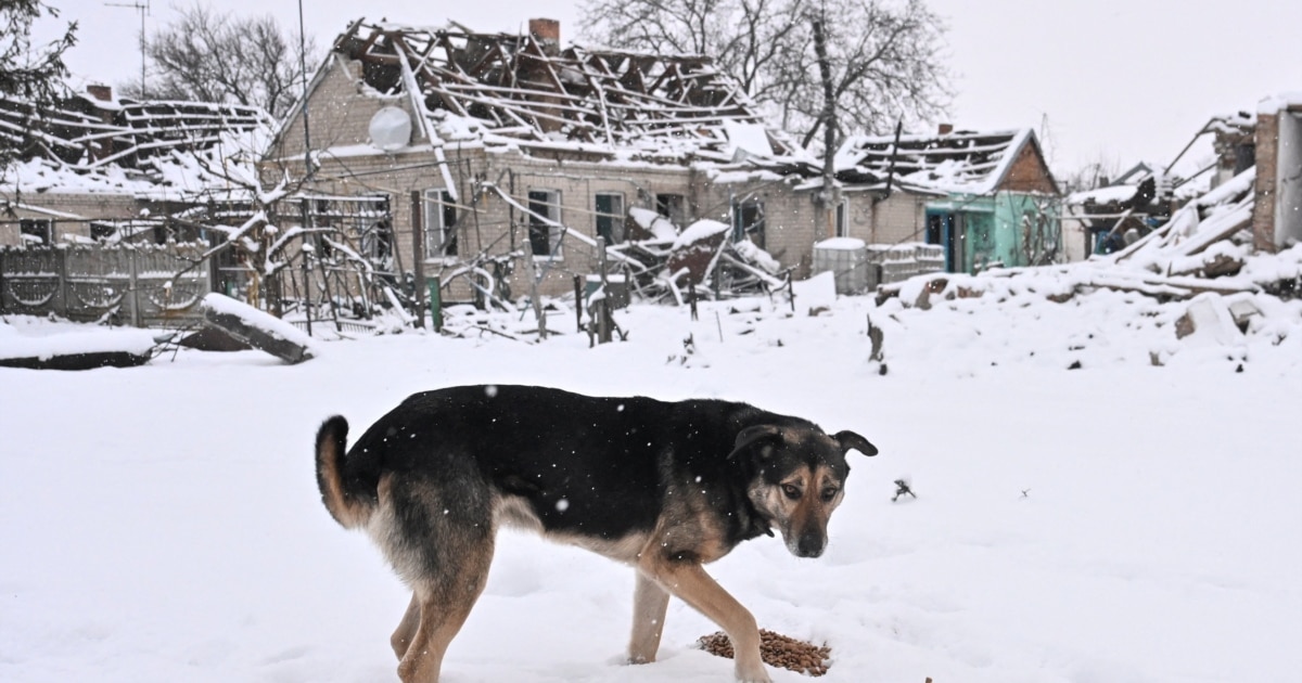 Animal Rescuers Plead For Help As Ukraine's Strays Freeze