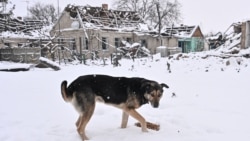  A dog eats food delivered by Ukrainian police officers in a frontline village in the Zaporizhzhya region on January 16. 