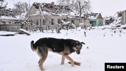  A dog eats food delivered by Ukrainian police officers in a frontline village in the Zaporizhzhya region on January 16. 
