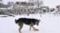 A dog eats food delivered by Ukrainian police officers in a frontline village in the Zaporizhzhya region on January 16. 