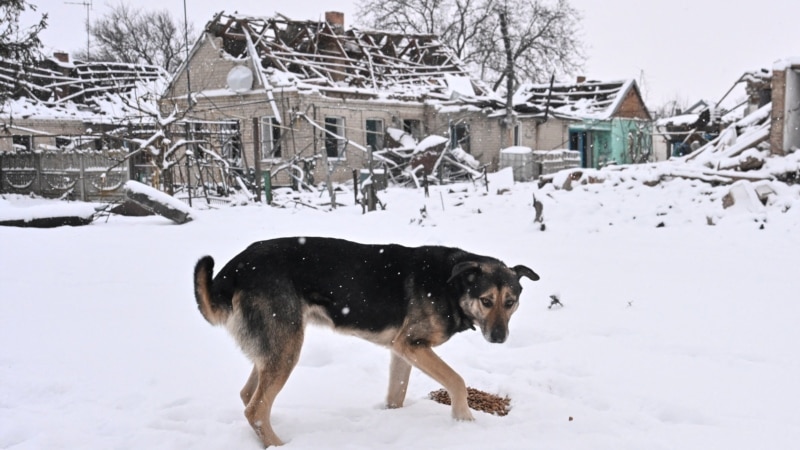 Animal Rescuers Plead For Help As Ukraine's Strays Freeze 
