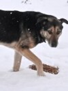 Собака їсть корм, який доставили українські поліцейські, у прифронтовому селі Запорізької області, 16 січня 2026 року