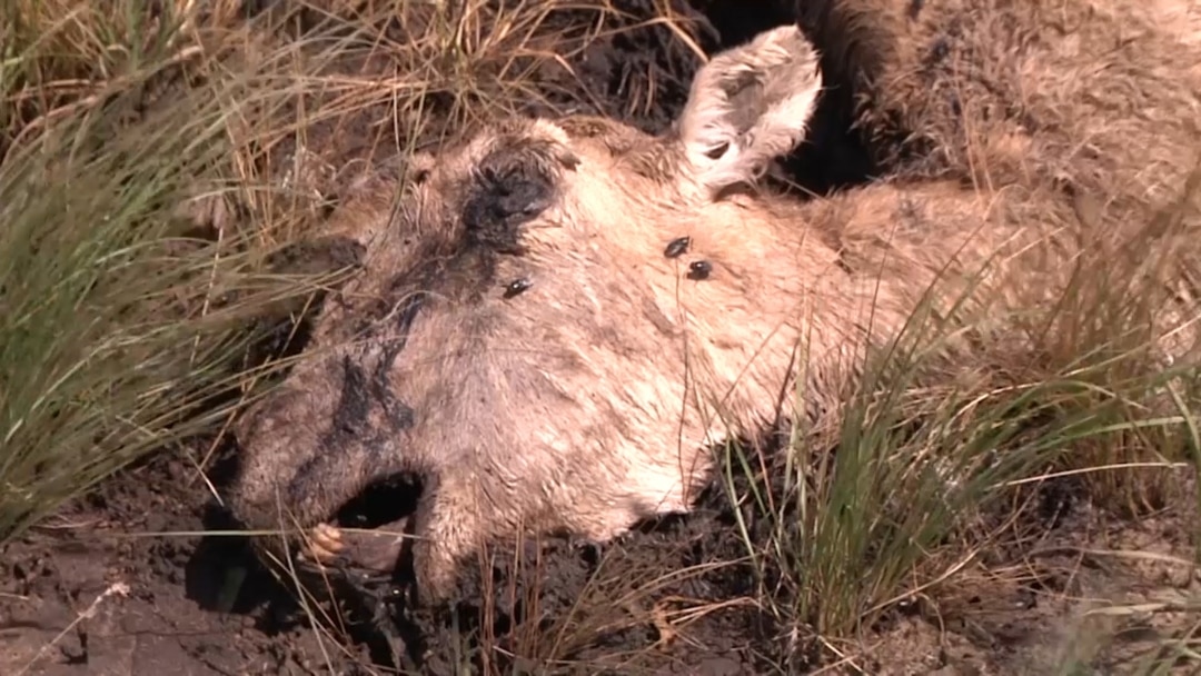 Әдемі жалаңаш қыздардың жақыннан түсірілген суреттері