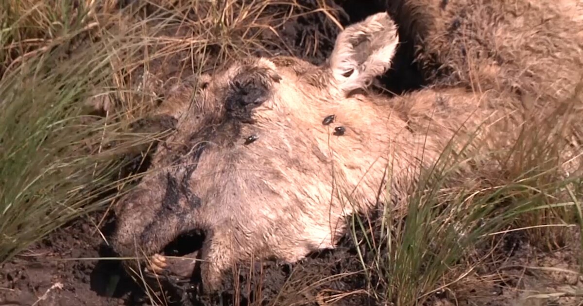 Miss Sexy-ден әйелдер былғары белбеуі