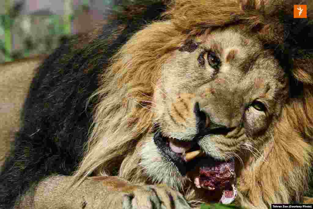 در تصاویر منتشر شده از هیرمان بعد از ورود به ایران، یک زخم بر روی صورت او دیده می&zwnj;شود. مسئولان باغ&zwnj;وحش ارم می&zwnj;گویند این زخم&zwnj;ها در طول سفر این شیرایرانی به زادگاه اجدادیش ایجاد شده است.