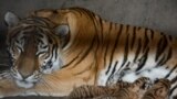 Crimea, Belogorsk - Amur tigress feeds cubs in the park of lions "Taigan", 18Jun2017