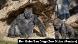 Сан-Диего зоопаркындагы коронавируска чалдыккан гориллалар. 10-январь, 2020-жыл. 