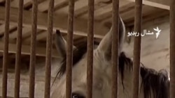 اوکراین کې د اسونو فارم د روسیو حملو له خطر سره مخامخ دی