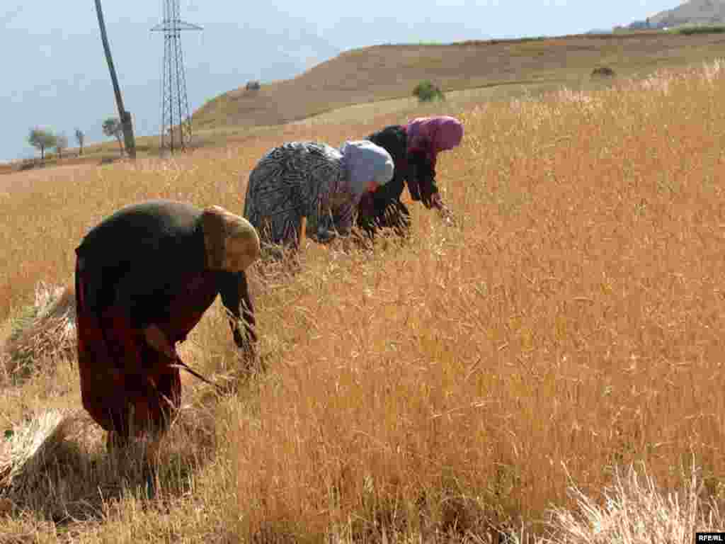 Tajikistan – Haymaking of village’s women in East of country, Roghun, 25Aug2008 - Haymaking of village’s women in East of country, Roghun, 25Aug2008 