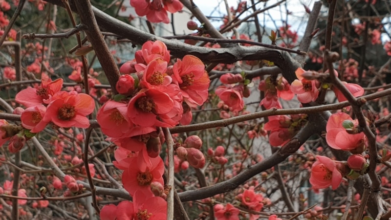 Ялта: в Никитском ботсаду началось первое весеннее цветение (+фото)