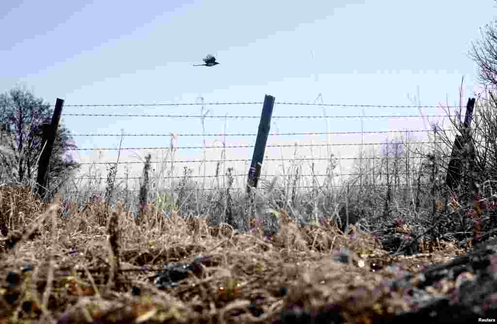 A magpie near Babchin, Belarus