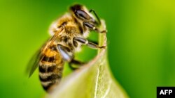 San-Fransisko otellerinde bolýanlar diňe myhmanlar däl.