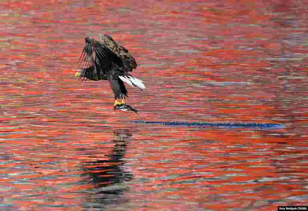 A white-tailed eagle catches a fish on Zolotoy Rog bay near Vladivostok, Russia. (TASS/Yury Smityuk)