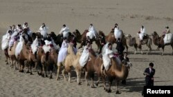 Церемония массовой свадьбы в округе Юли Синьцзян-Уйгурского автономного региона Китая. Женихи ведут верблюдов, на которых сидят их невесты. Иллюстративное фото. 2 ноября 2014 года.