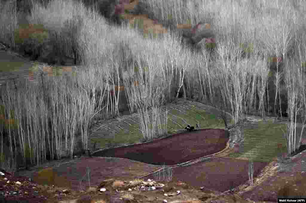 A Hazara farmer plows a field with oxen near the ruins of the historic Afghan city of Shahr-e Zuhak on the outskirts of Bamiyan. (AFP/Wakil Kohsar)