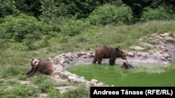 „LIBEARTY”, în Zărnești, România, este cel mai mare proiect dedicat animalelor, în special urșilor ("libearty") din Europa. Afacerile cu lemnul și defrișările ilegale din România sunt analizate astăzi de «Le Monde Diplomatique».