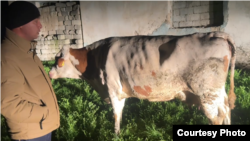 Ўзбекистонда оқсил касаллиги оқибатида чорва орасида ўлим кўпайгани айтилади