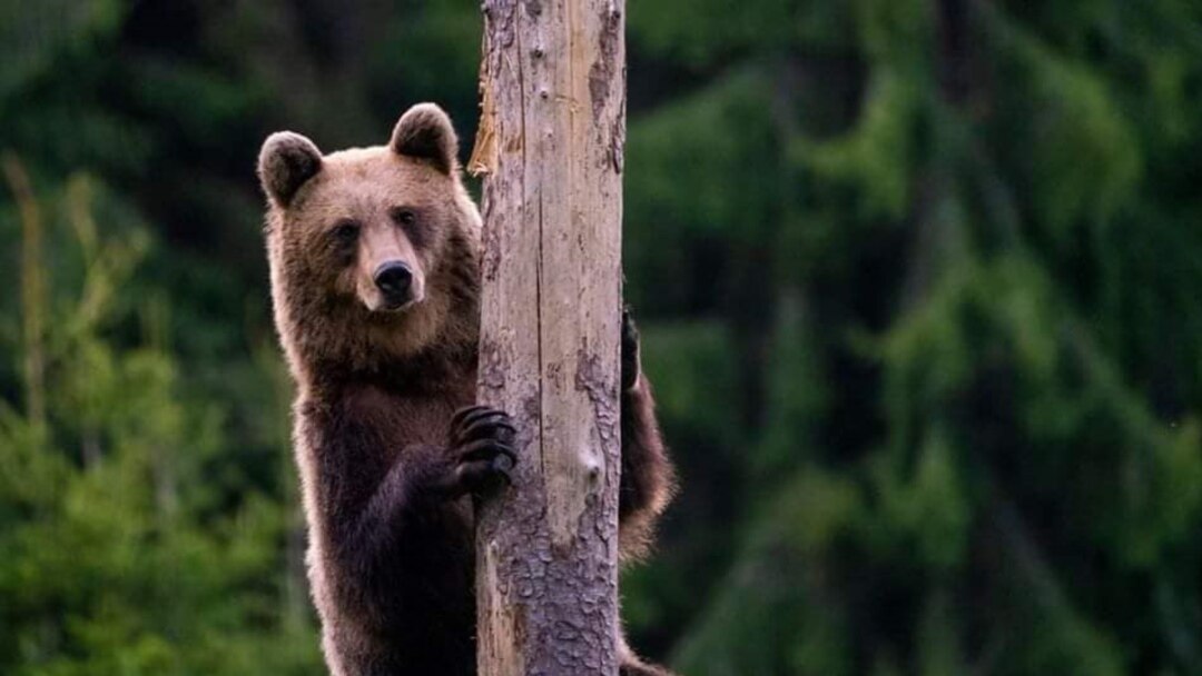 An Orphanage for Grizzly Bears, Nature and Wildlife