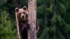 Kaže se da Rumunija ima najveću populaciju divljih medvjeda u Evropskoj uniji, ali sada je to pitanje prešlo dalje od krivolova.