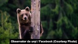 Un urs găzduit de observatorul de urși din Băile Tușnad. Aproximativ 60% din populația de urși ai Europei trăiește în interiorul lanțului carpatic din România și sunt o atracție turistică pentru mulți străini veniți să viziteze fauna și flora din țară. O astfel de locație o reprezintă rezervația de urși de la Zărnești.