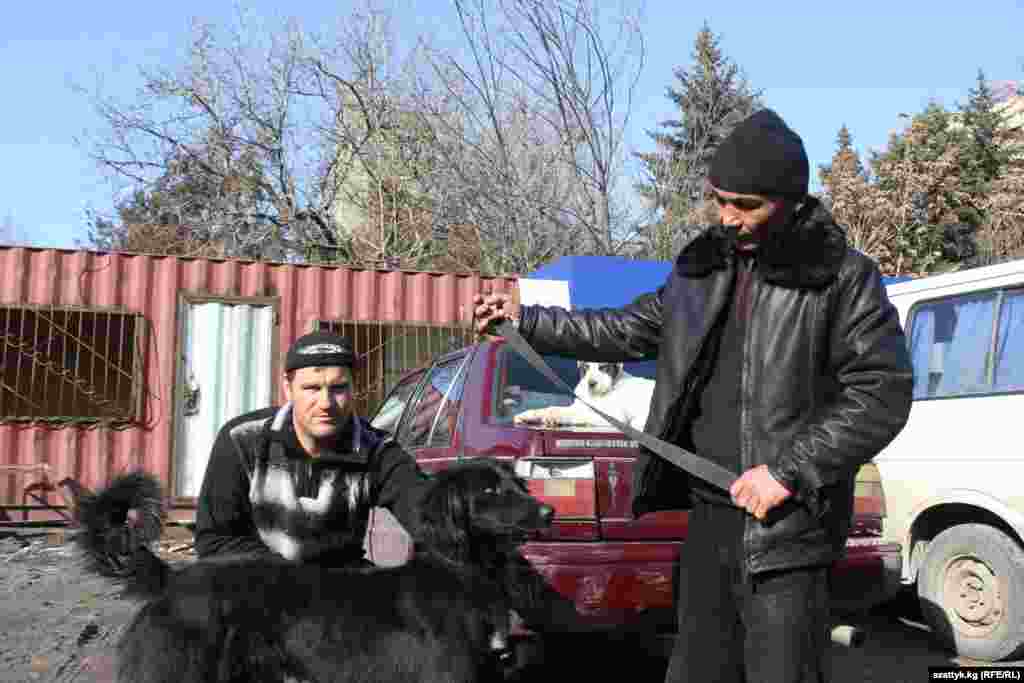Говорят, что кыргызских тайганов редко встретишь на рынке