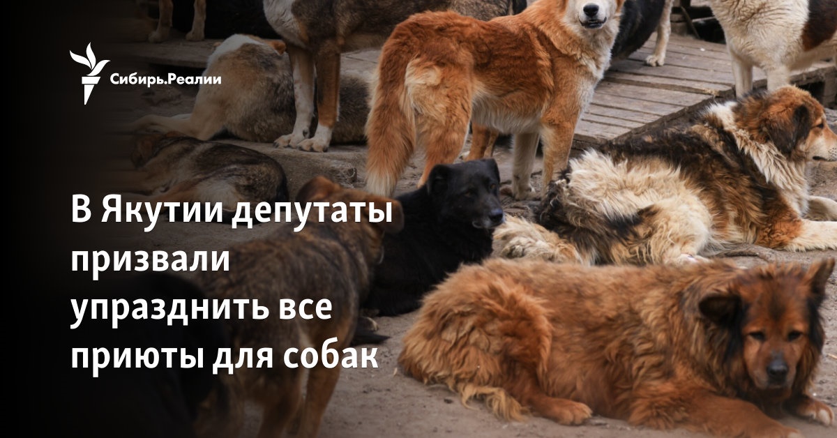 In Yakutia, deputies called for the abolition of all dog shelters