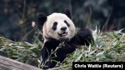Гигантската панда Ер Шун, снимана в зоологическата градина в Чунцин , Китай, на 11 февруари 2012 г.