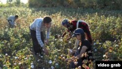 Young people pick cotton during the Uzbek cotton harvest in September.