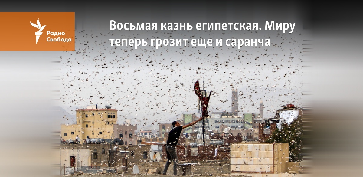 Восьмая казнь египетская. Миру теперь грозит еще и саранча