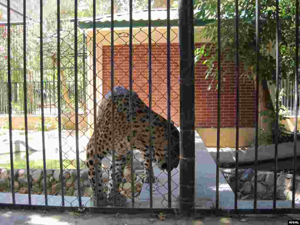 Zoopark "əhli" və yay istiləri #2