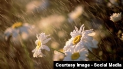 summer rain