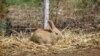 Приставы в Новгородской области арестовали 2500 кроликов 