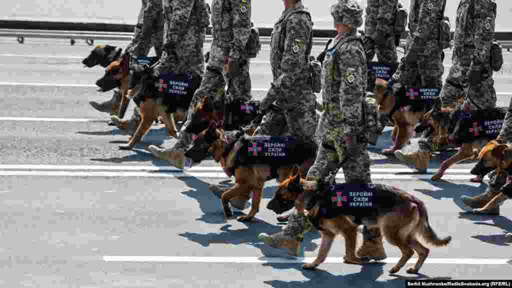 У параді до Дня Незалежності України вперше взяли участь службові пси. На Донбасі бойових псів задіюють у розмінуванні