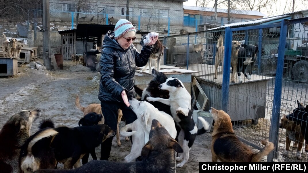 Stray best sale dog sanctuary