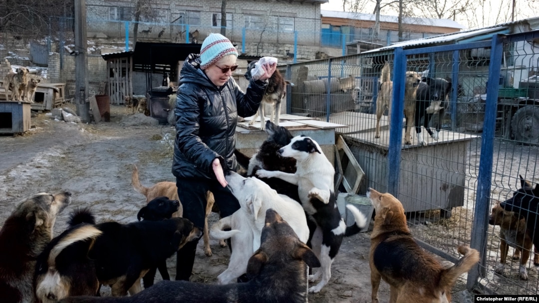 The Former 'Killing Factory' For Ukrainian Strays That Became A Sanctuary