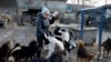 Tamara Tarnavska feeds rescued strays at the SOS International Animal Protection Society site in Kyiv in December 2018.