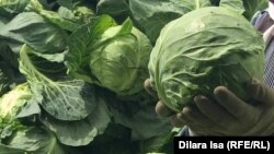 Нещодавно в TikTok фермерка з Херсонщини показала, як місцеві виробники викидають ранню капусту на смітник через неможливість її продажу
