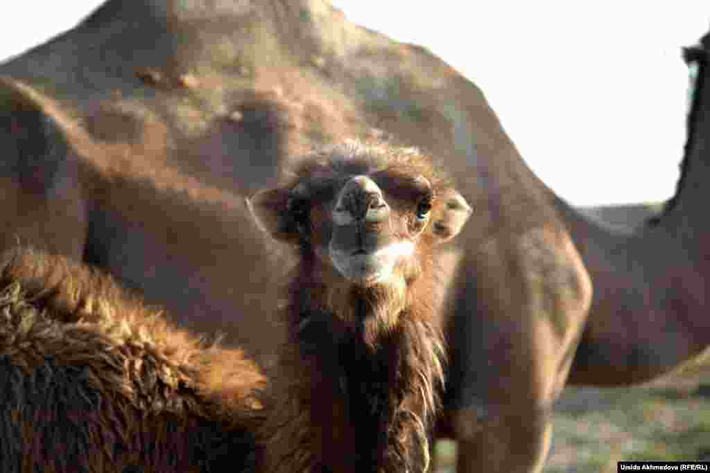 A camel which needs milking. Locals believe the milk can help with liver complaints, and other ailments.