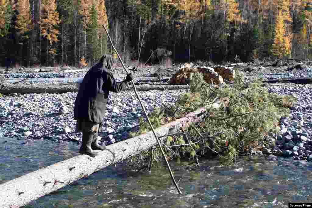 Agafia Lykova balances on a treetrunk as she crosses the river near her home.