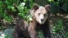 Bear Kills Man, Daughter In East Russia