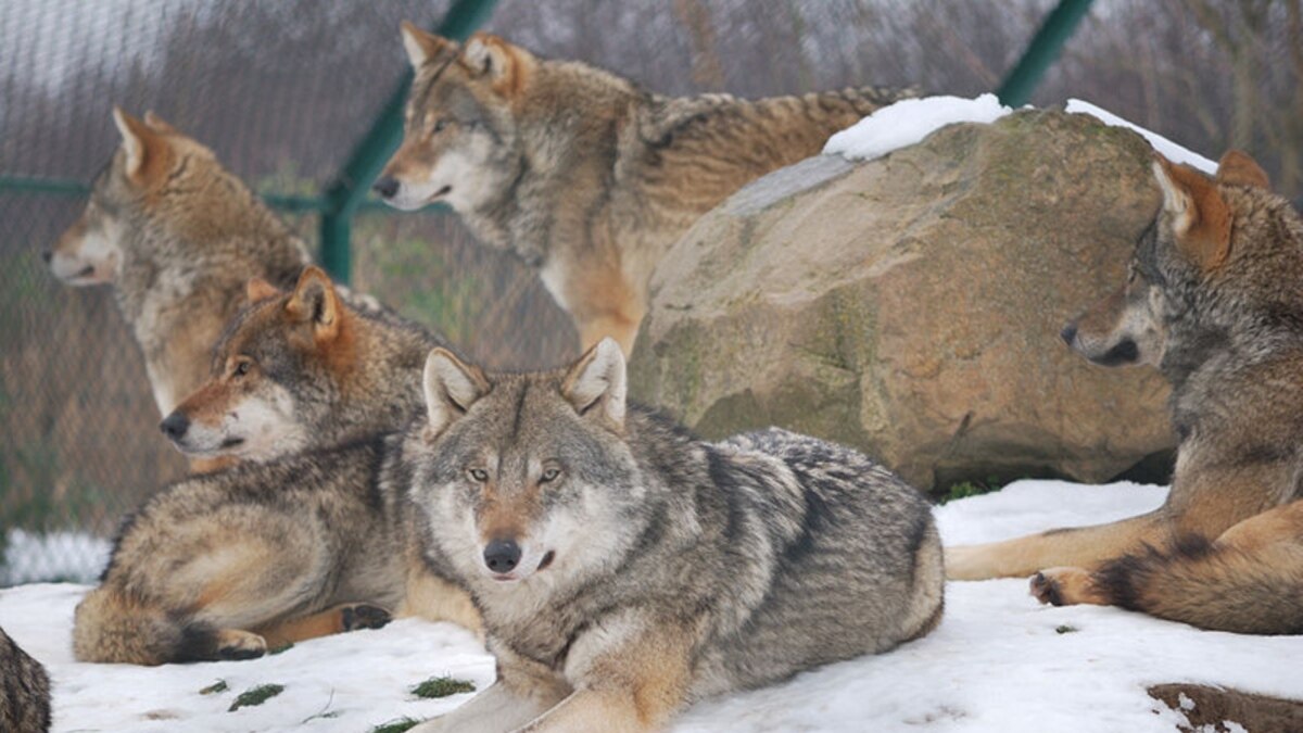 more-livestock-lost-to-wolves-in-southern-tajikistan