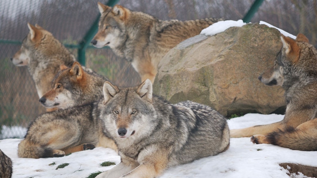 Смотрите Русское порно: Брат трахает өзінің жас сіңлісі