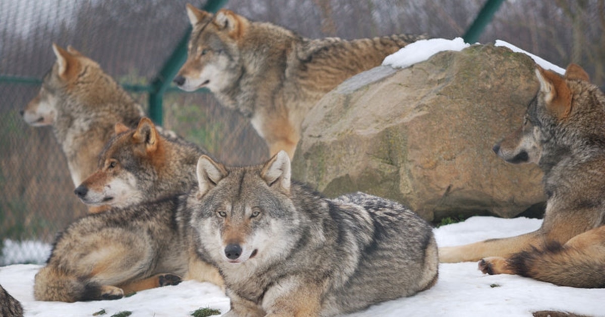 Порно Малефисента