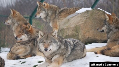 Кунг-фу Панда порно комикс