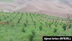 این باغها در سال آینده خورشیدی در یازده هزار جریب زمین ساخته میشود.