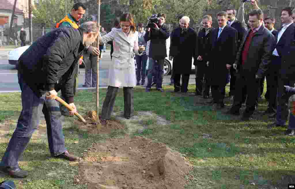 Градоначалникот на Скопје Коце Трајановски сади дрво во Скопје на 20 ноември 2011 година.