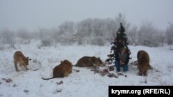 Новорічне свято для левів у парку «Тайган»