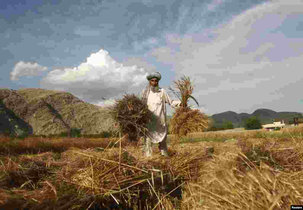 An Afghan farmer harvests wheat at his farm on the outskirts of Jalalabad Province. (Reuters/Parwiz)