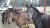 К национальным видам конного спорта в Абхазии можно отнести джигитовку, метание дротиков и конный футбол – по-абхазски «ачылампыл»